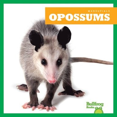 bokomslag Opossums