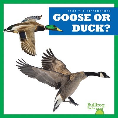 Goose or Duck? 1