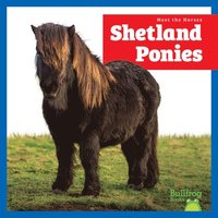 bokomslag Shetland Ponies