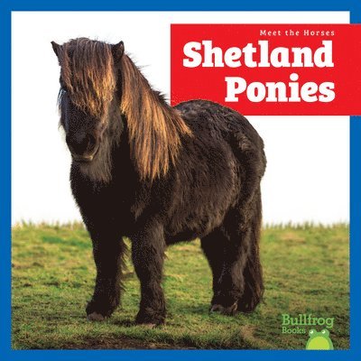 Shetland Ponies 1