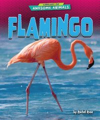 bokomslag Flamingo