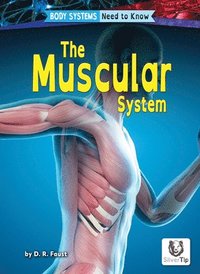 bokomslag The Muscular System