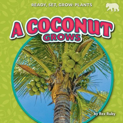 A Coconut Grows 1