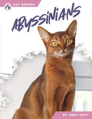 Abyssinians 1