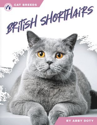 British Shorthairs 1