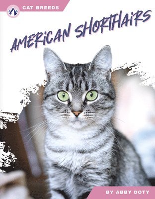 American Shorthairs 1