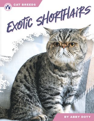 bokomslag Exotic Shorthairs