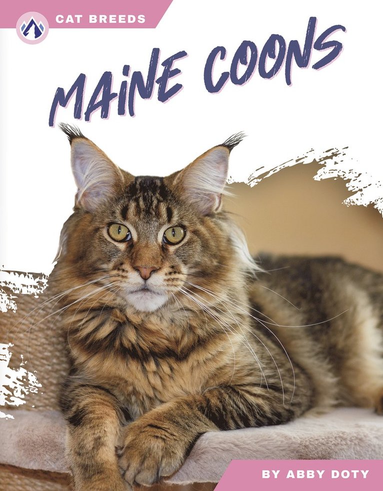 Maine Coons 1