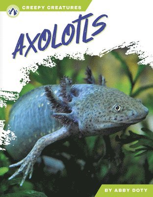 bokomslag Axolotls