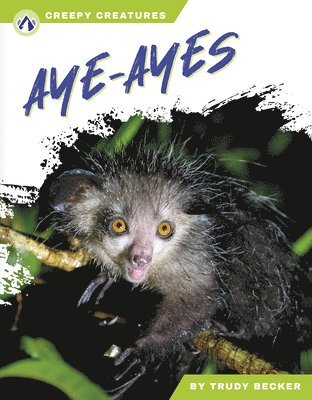 Aye-Ayes 1