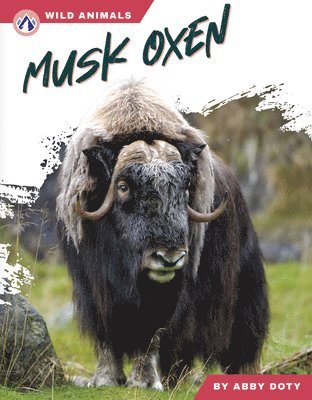 bokomslag Musk Oxen