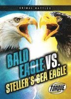 Bald Eagle vs. Steller's Sea Eagle