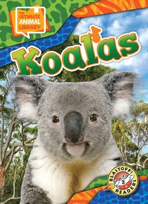 bokomslag Koalas