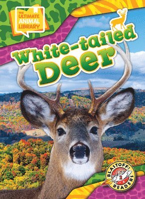 White-Tailed Deer 1