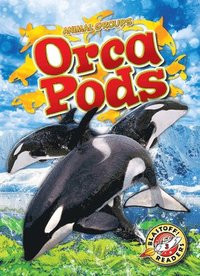 bokomslag Orca Pods