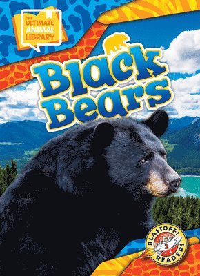 Black Bears