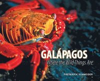 bokomslag Galápagos: Where the Wild Things Are