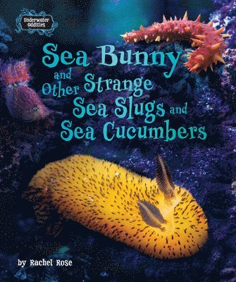 Rachel Rose - Sea Bunny and Other Strange Sea Slugs and Sea Cucumbers, Inbunden