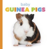 bokomslag Baby Guinea Pigs
