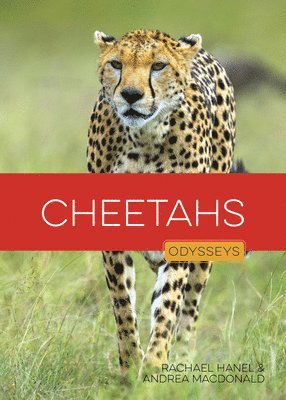 bokomslag Cheetahs