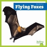 Lily Austen - Flying Foxes, Häftad