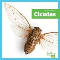 Tessa Kenan - Cicadas, Inbunden