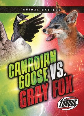 Canada Goose vs. Gray Fox
