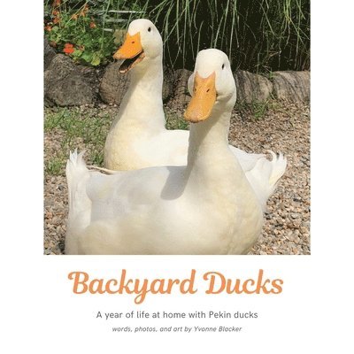 Backyard Ducks 1