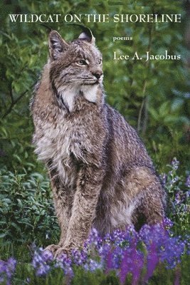 Wildcat on the Shoreline 1