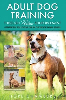 Adult Dog Training Through Positive Reinforcement 1