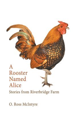 Rooster Named Alice