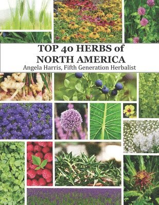 bokomslag Top 40 Herbs of North America