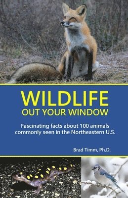 bokomslag Timm, B: Wildlife Out Your Window