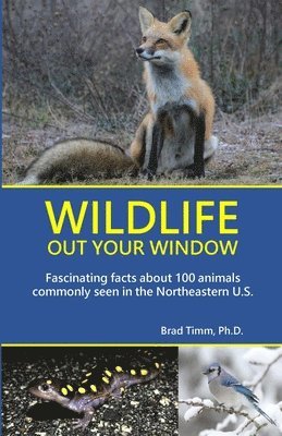 bokomslag Wildlife Out Your Window: Fascinating Facts About 100 Animals Commonly Seen in the Northeastern U.S.