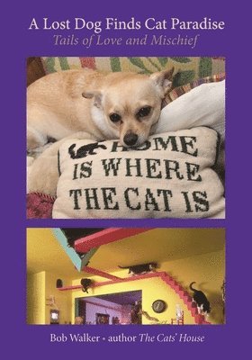 A Lost Dog Finds Cat Paradise: Tails of Love and Mischief 1