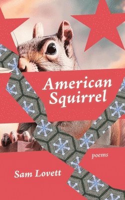 American Squirrel 1