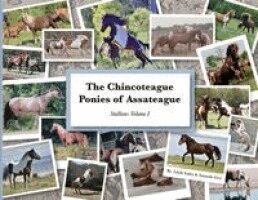 Amanda Geci, Linda Insley - Chincoteague Ponies of Assateague, Häftad