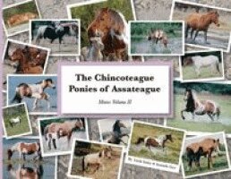 Amanda Geci, Linda Insley - Chincoteague Ponies of Assateague, Häftad